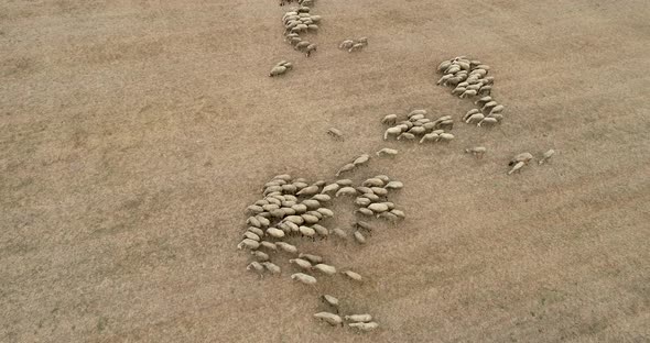 Overhead view of sheep herd moving. Aerial view of sheep herd feeding on field