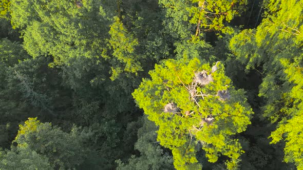 Top View of the Flight of Gray Herons to the Nests Illuminated By the Sun