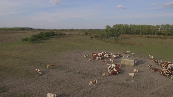 Flying Above Herd Of Cows