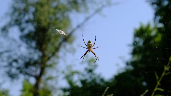 Large Spider Closeup on a Web Against a Background of Green Nature in Forest