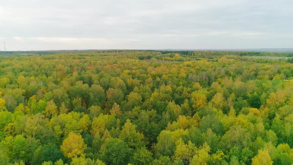 Aerial Video of Autumn Forest in the Evening