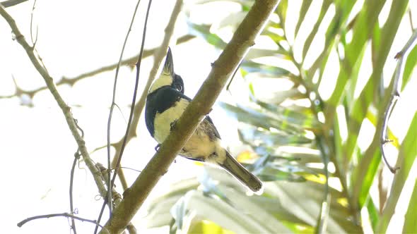 Black Breasted Puffbird Sitting on a Tree Branch, Low Angle