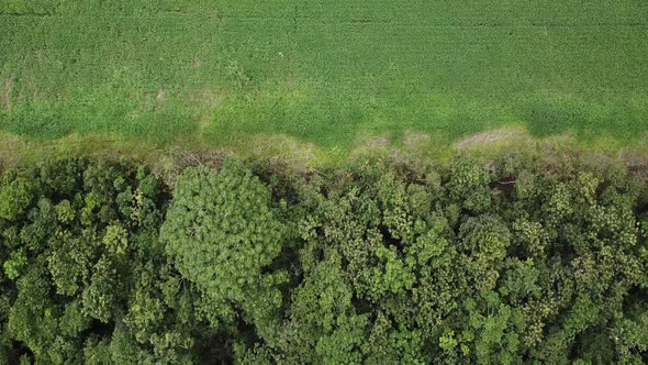 Drone reveals line between preserved Amazon rainforest and soybean fields.