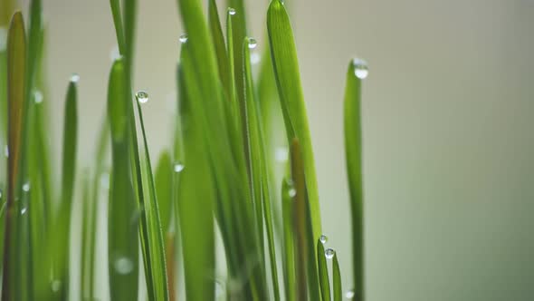 Young Sprouts Grass with Dew