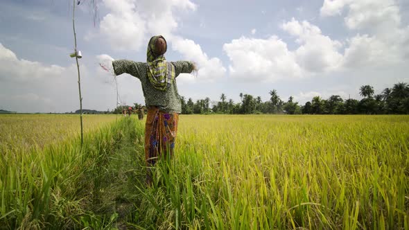 Scarecrow On Rice Field With Blue Sky