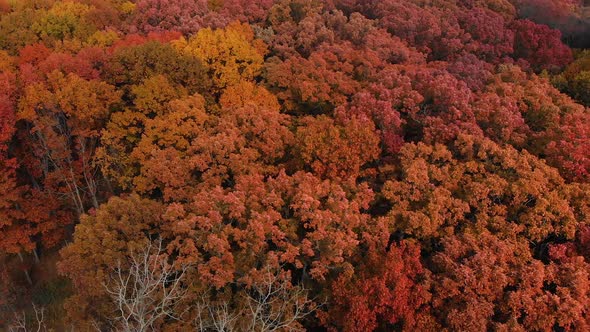 4k drone flight right over beautiful autumn trees in fall 4k Illinois