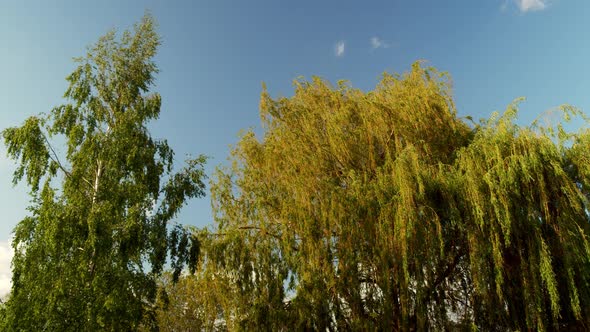 Trees are Broken By Strong Winds