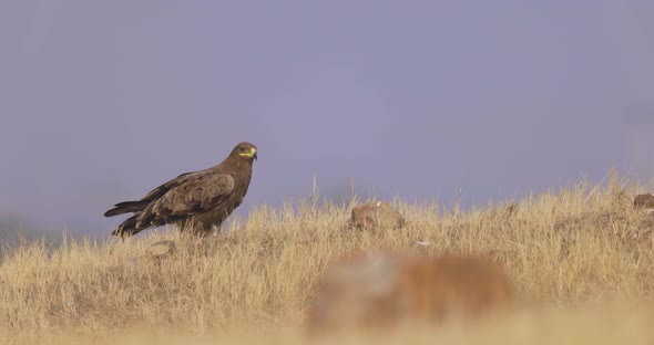 Steppe Eagle Standing On Grassy Hill At Daytime. - wide shot