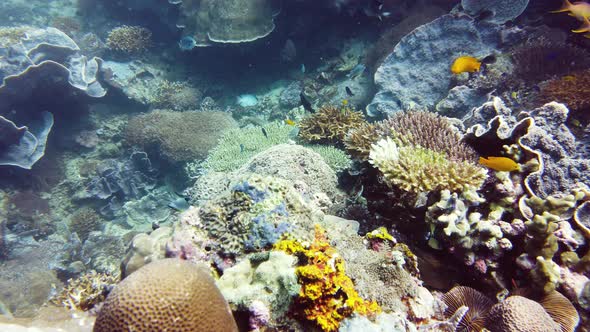 Coral Reef and Tropical Fish