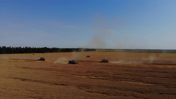 Combine harvesting: aerial view of agricultural machine collecting golden ripe.