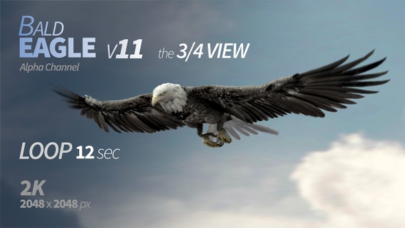 Bald Eagle 11