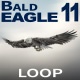 Bald Eagle 11 - VideoHive Item for Sale