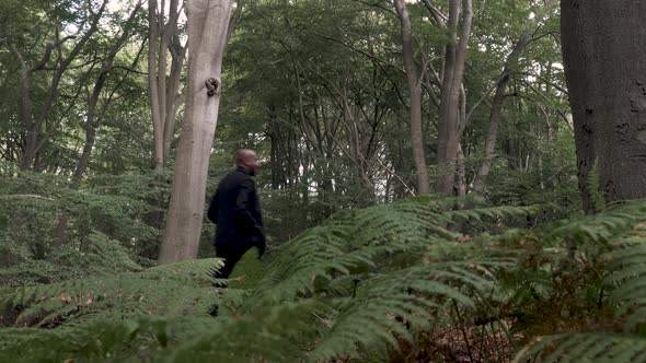 Male Walking Through Forest, Left To Right. Foreground Fern, Low Angle View, Static Shot