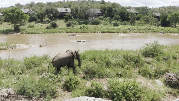 Aerial View of Elephant walking by the river in the savana, Balule Reserve.