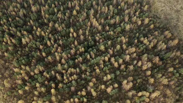 Flying Over a Bright Autumn Forest and Field