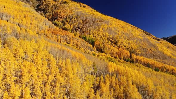 Yellow Autumn Aspen Tree Leaves