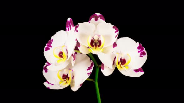 Blooming White Orchid Phalaenopsis Flower