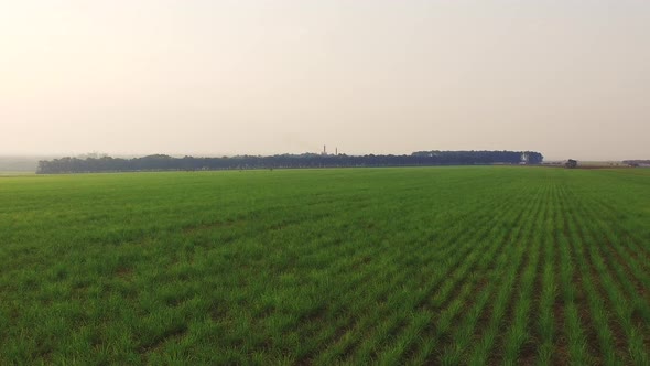 Sugar cane plantation sunset