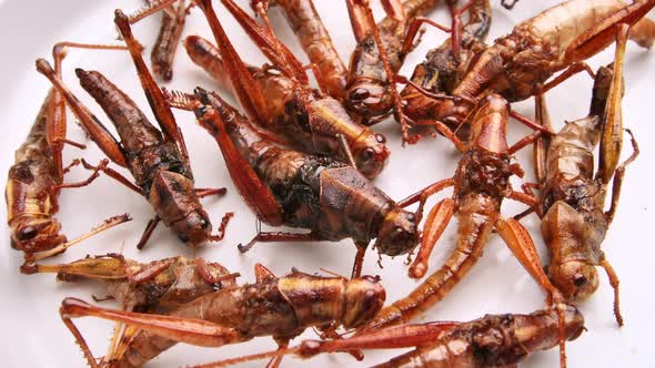 Fried grasshoppers on the plate. Insects are foods that are high in protein.