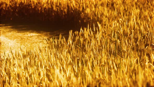 the Field of Ripe Rye at Sunset