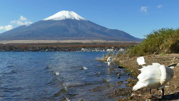 Beautiful nature in Kawaguchiko with Mountain Fuji in Japan