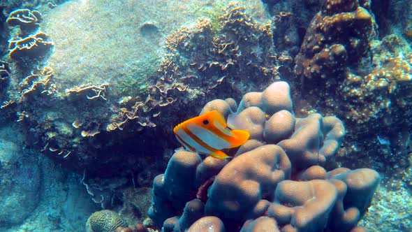 Beautiful Colorful Tropical Fish Butterflyfish Swimming Among Tropical Corals