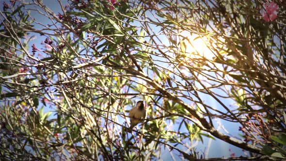 Small Bird On The Branch.