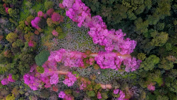 Sakura Cherry Blossom in Chiang Mai Khun Chan Khian Thailand at Doi Suthep Aerial View of Pink