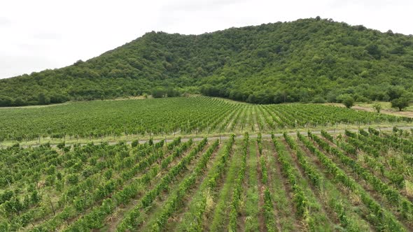 Aerial flight over beautiful vineyard landscape in Napareuli, Georgia