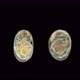 Crustacea Amphipoda Eggs with Embryos Under a Microscope, Gammarida Infraorder - VideoHive Item for Sale