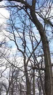 Vertical Video of the Forest with Trees Without Leaves