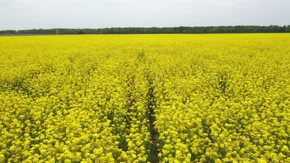 Aerial Fly Over Bright Yellow Blooming Rapeseed Field On A Spring Day