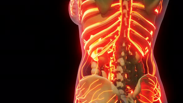 Science Anatomy of Human Blood Vessels