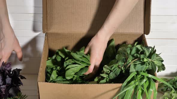 Woman Puts Bunches of Fresh Greenery Into Cardboard Box