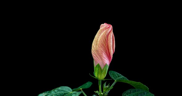 Timelapse of the Hibiscus Flower Blooming on a Black Background