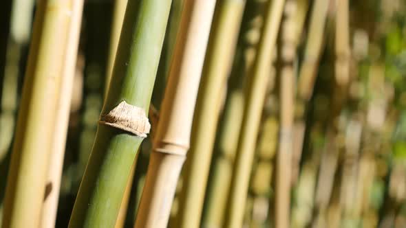 Poaceae family bamboo plant stalks swinging on the wind  4K 3840X2160 30fps UltraHD video - Bambusoi