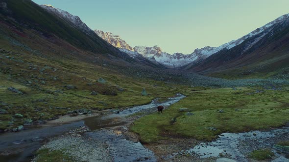 Mountain And Bull