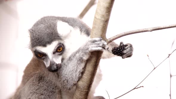 Cuddly lemur on a tree branch
