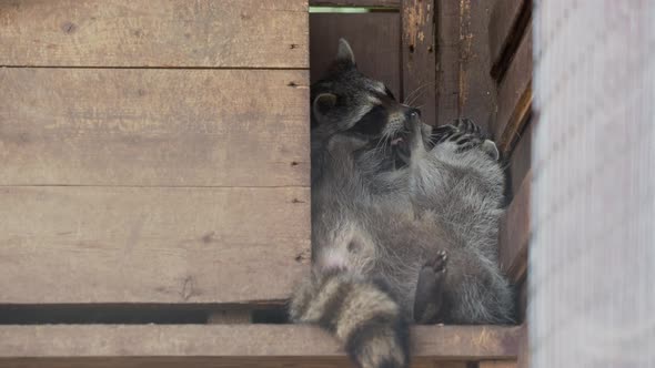 Pair of Racoons Procyon Lotor Licking Each Other. Funny Animals in Wooden House.