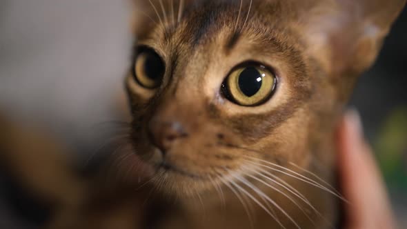 Macro View Young Abyssinian Cat Looking at Camera with Wide Open Eyes
