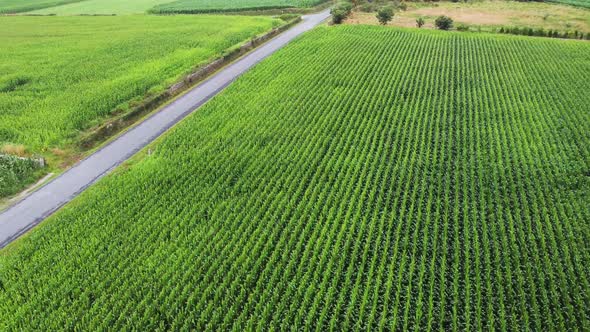 Rows of fresh plants on field in countryside