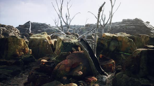 Lava Stone Field with Dead Trees and Plants