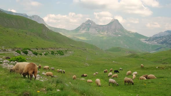 Landscape with Flock of Sheeps Grazing in Durmitor Mountains in Montenegro