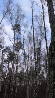 Vertical Video of the Birch Forest with Birches in the Afternoon