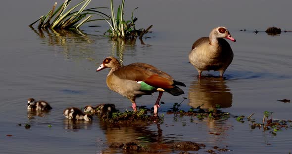 Egyptian Goose, alopochen aegyptiacus, Male with Female and Goslings, real Time 4K