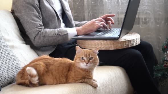 A man working on laptop at home during a Covid-19 pandemic with a red cat