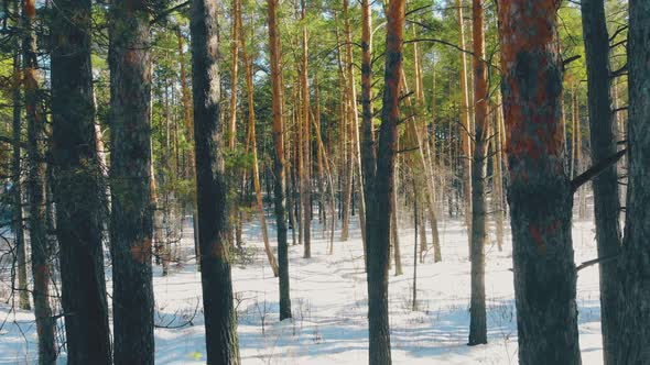 Exciting Dense Pine Forest Trees in White Snow Hide Road