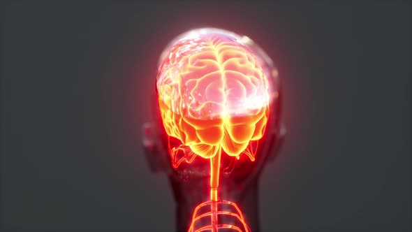 Glowing Brain with Spine and Nervus