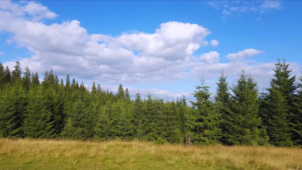 Light white cloudsing over sunny green pine forest, time lapse alt