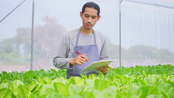 Asian male farmer owner working and checking qualit of vegetables hydroponic farm with happiness.